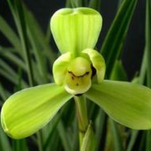 兰花吧-专业的兰花网站|2012年至今专注兰花知识的传播 -  Powered by Discuz!